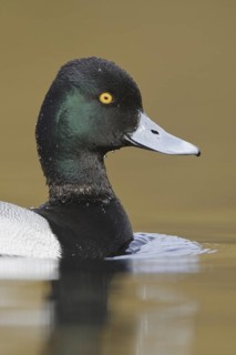 Lesser Scaup (Aythya affinis) male, British Columbia, Canada