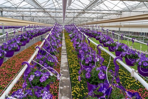 Horticulture company, flower pots, so-called petunia ampel, grow in a greenhouse, under the glass