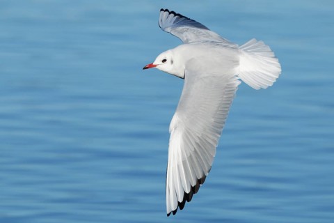 Black-headed Gull (Chroicocephalus ridibundus) flying, St. Gallen, Switzerland
