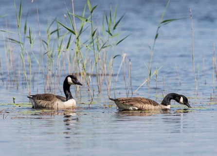 Canada Geese (Branta canadensis), Sweden