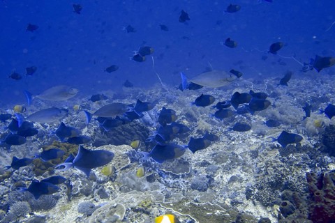 A school of fish, red-toothed triggerfish (Odonus niger), swimming over a coral reef in blue water,