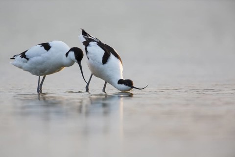 Pied Avocet (Recurvirostra avosetta) pair displaying, Texel, Netherlands