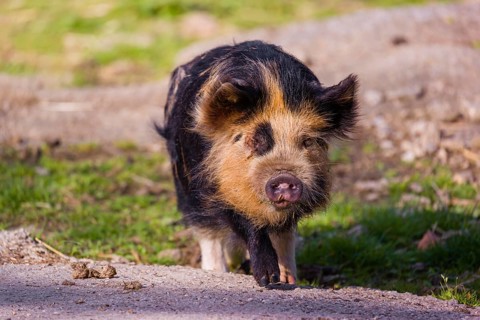 Kunekune pig, sus scrofa domesticus, a domestic breed from New Zealand