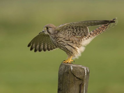 Common Kestrel (Falco tinnunculus), Utrecht, Netherlands