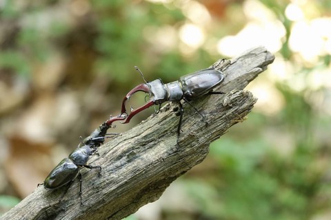 Fascinating stag beetle (Lucanus cervus), insect of the year 2012, June, Saxony, Germany