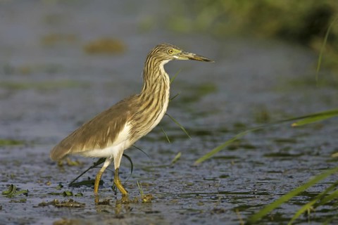 Chinese Pond Heron (Ardeola bacchus), Thailand