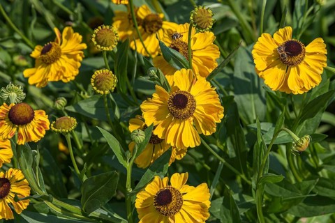 Sunflower (Helenium 'El Dorado'), Kwekerij De Hessenhof, Netherlands