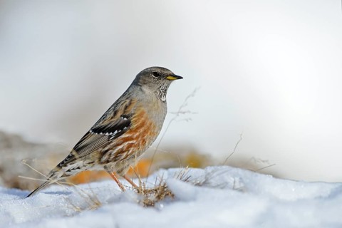 Alpine Accentor (Prunella collaris), Valais, Switzerland