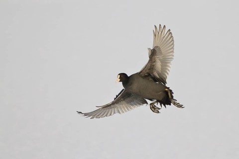 Eurasian Coot (Fulica atra) flying, North Rhine-Westphalia, Germany