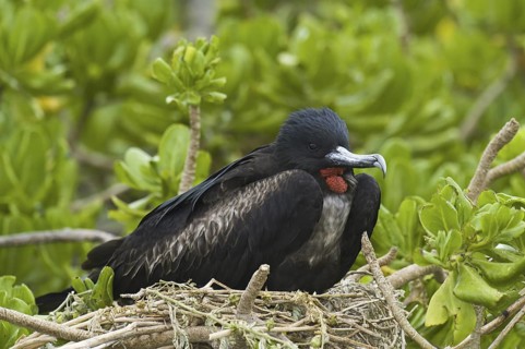 Great Frigatebird (Fregata minor), Hawaii, USA