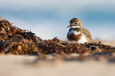 Double-banded Plover (Charadrius bicinctus) on beach, Victoria, Australia