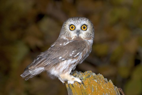 Northern Saw-whet Owl Aegolius acadicus Duluth, Minnesota, United States 19 October Adult Strigidae