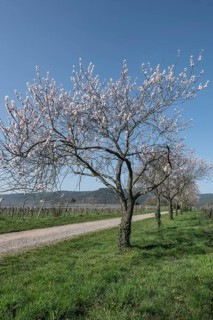 Almond blossom (Prunus dulcis), Rhineland-Palatinate, Germany