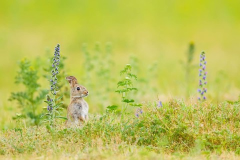 Wildkaninchen, Oryctolagus cuniculus European Rabbit, Oryctolagus cuniculus