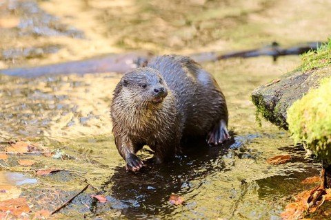 Eurasian otter (Lutra lutra) on the shore of a little lake in the bavarian forest, Bavaria, Germany