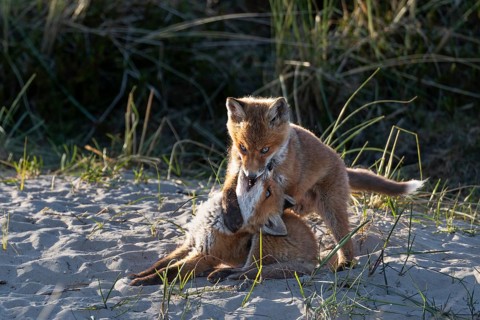 Two red fox pups (Vulpes vulpes) tussling in the light of the evening sun, raising cubs, animal
