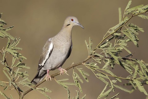 White-winged Dove (Zenaida asiatica), Arizona, USA