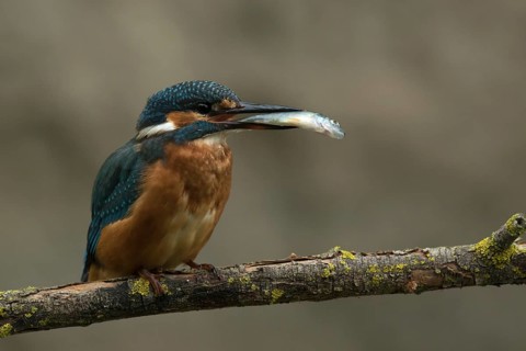 Ijsvogel, juvenile met visje Kingfisher juvenile with fish