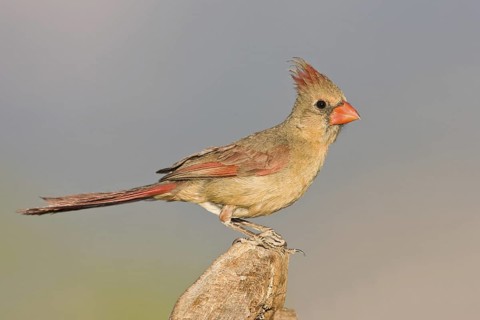 Northern Cardinal (Cardinalis cardinalis), Arizona, USA