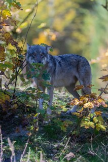 One eurasian gray wolf (Canis lupus lupus) standing on a small hill between fall foliage