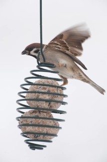 Eurasian Tree Sparrow (Passer montanus), Thuringia, Germany