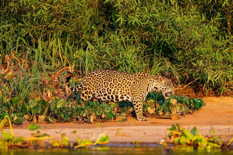 Jaguar (Panthera onca) Pantanal Brazil