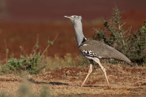 Kori Bustard (Ardeotis kori struthiunculus) male, Oromia, Ethiopia