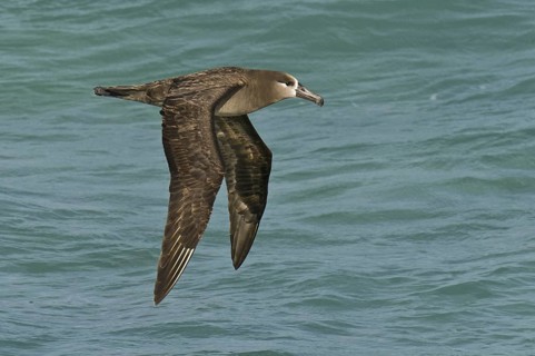 Black-footed Albatross (Phoebastria nigripes), Hawaii, USA