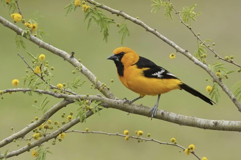 Altamira Oriole (Icterus gularis), Texas, USA