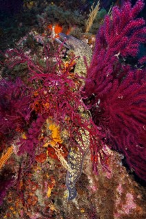 A Mediterranean moray eel (Muraena helena) meanders through colourful corals and marine vegetation,