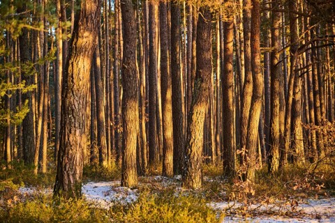 Scots pine (Pinus sylvestris) tree trunks, snow, detail, Upper Palatinate, Bavaria, Germany