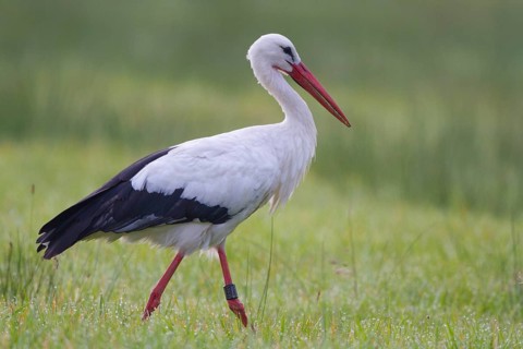 White Stork (Ciconia ciconia) male foraging, North Rhine-Westphalia, Germany