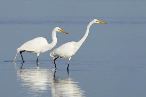 Great Egret (Ardea alba), Florida, USA