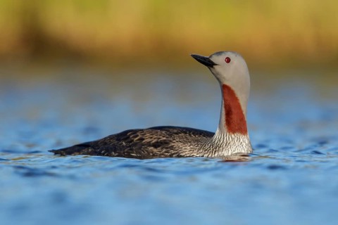Red-throated Loon (Gavia stellata) in a pond near Nome, Alaska