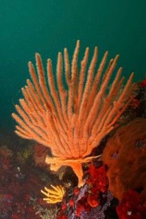 Flagellar sea fan (Eunicella albicans)