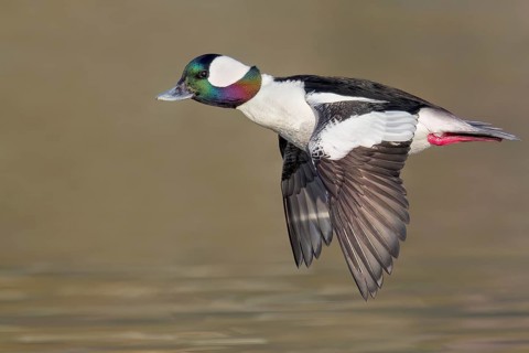 Bufflehead (Bucephala albeola) flying near Victoria, BC, Canada