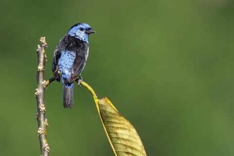 Turquoise Tanager (Mexican Tangara) perched on a branch in the Amazon of Brazil