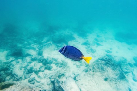 Palmetto surgeonfish (Paracanthurus hepatus), underwater, Galapagos, Ecuador