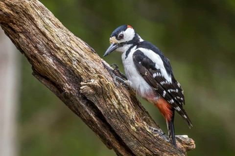 Great Spotted Woodpecker (Dendrocopos major), Scandinavia, Finland, Scandinavia