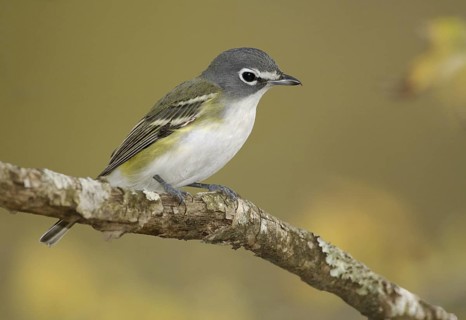Blue-headed Vireo (Vireo solitarius), Texas, USA