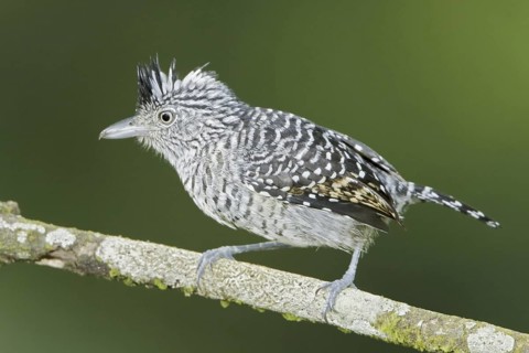 Barred Antshrike (Thamnophilus doliatus) male, Trinidad and Tobago