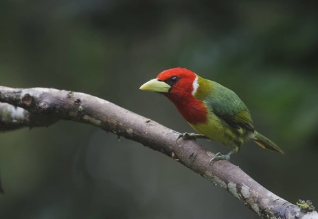 Red-headed Barbet (Eubucco bourcierii) male, Pichincha, Ecuador