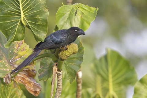 Greater Ani (Crotophaga major), Ecuador