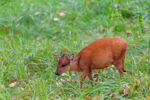 A female red forest duiker, Natal duiker or Natal red duiker (Cephalophus natalensis) grazes on a