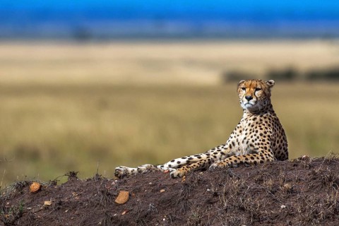 Cheetah (Acinonyx jubatus), Masai Mara National Park, Kenya
