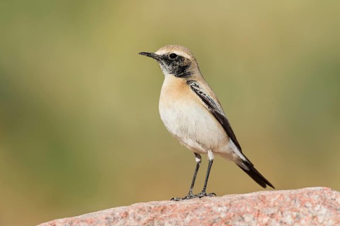 Desert Wheatear (Oenanthe deserti homochroa) Eilat, Israel
