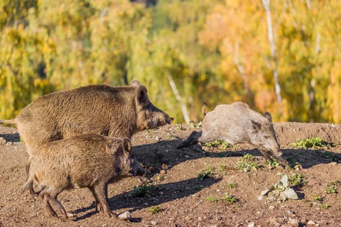Three wild boar or wild pig (Sus scrofa), run across a clearing in hilly terrain in search of food.
