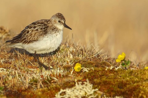 Semipalmated Sandpiper (Calidris pusilla) on the tundra in Northern Alaska