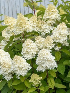 Panicle hydrangea (Hydrangea paniculata MAGICAL CANDLE), City Park, Finland
