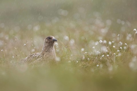 Great Skua (Stercorarius skua) perched in field, Dovrefjell, Norway